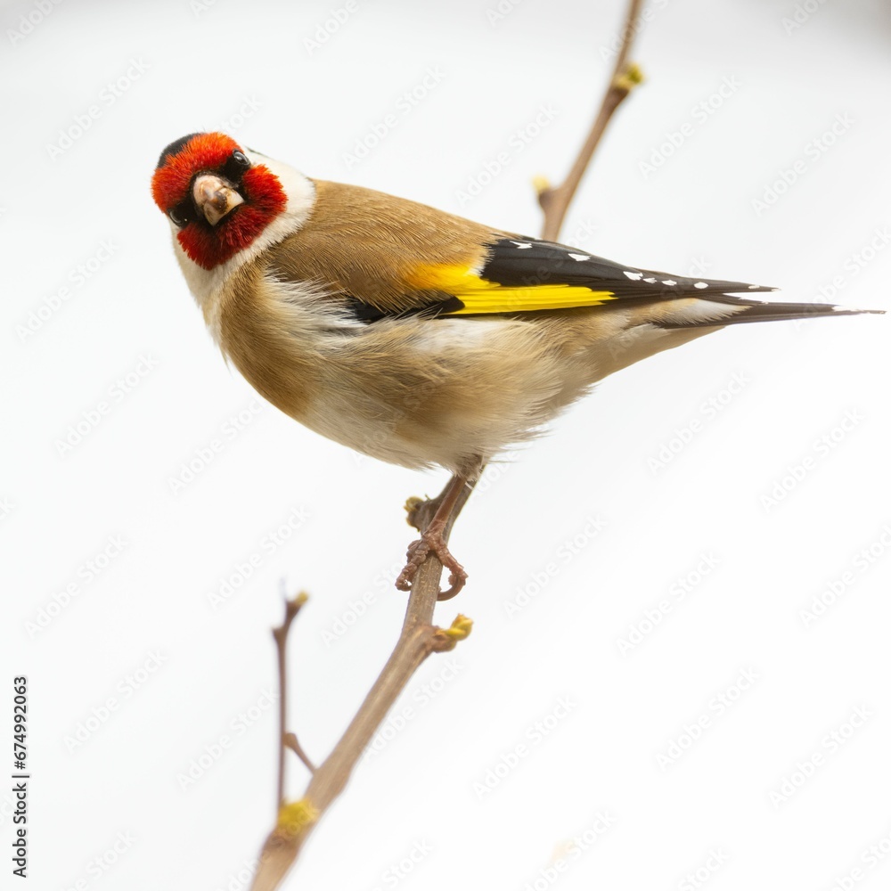 Fototapeta premium Closeup of small European Goldfinch bird perched on a twig on the background of the snowy landscape