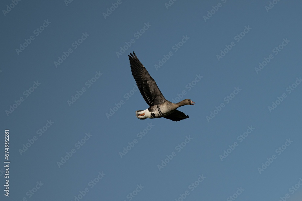 Majestic white-fronted goose with its wings spread wide, gliding gracefully on the breeze Majestic white-fronted goose with its wings spread wide, gliding gracefully on the breeze