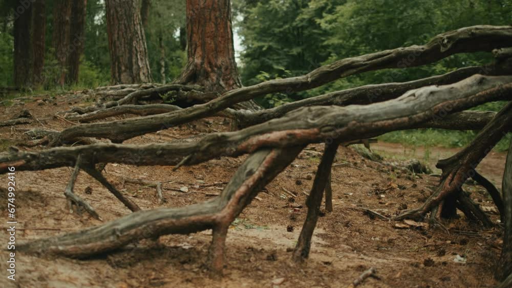 Fallen tree in the beautiful forest. Wooden snag in the park. Nature view Fallen tree in the beautiful forest. Wooden snag in the park. Nature view