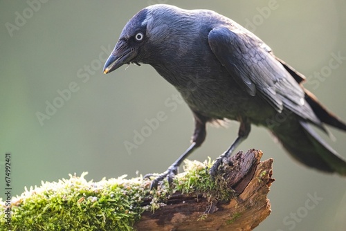 Jackdaw perched on a tree branch photo