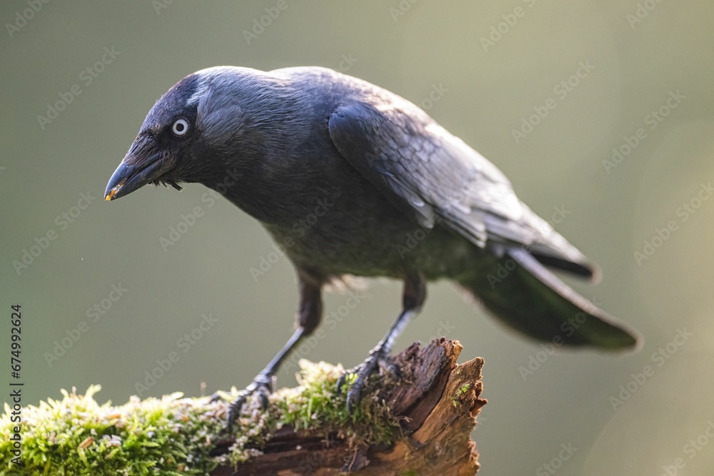 Fototapeta premium Jackdaw perched on a tree branch