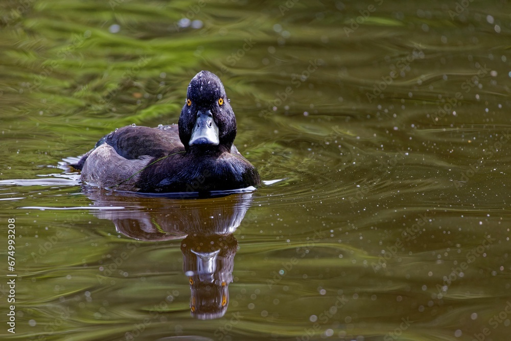 Fototapeta premium Mature Crested black (Aythya fuligula) duck gracefully gliding through a tranquil pond