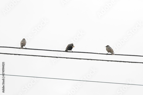 Flock of birds perched atop power lines and electrical wires, against a cloudy sky