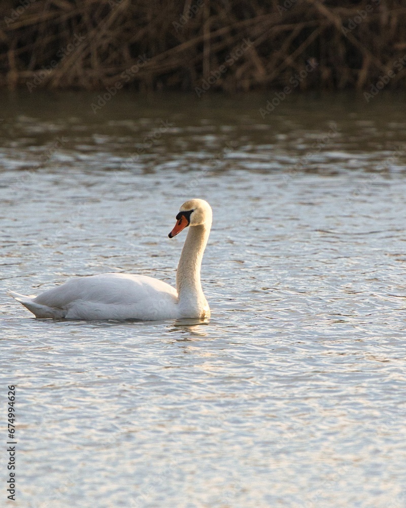 Lone swan on tranquil waters near the shoreline