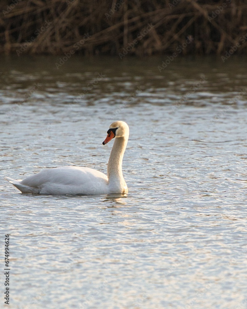 Lone swan on tranquil waters near the shoreline Lone swan on tranquil waters near the shoreline