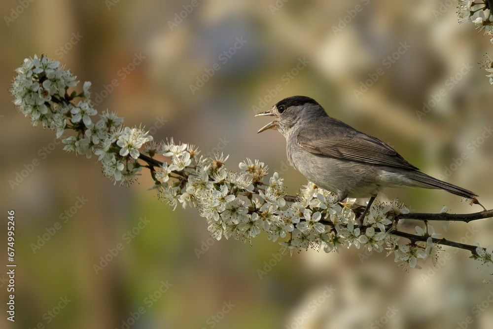 Male blackcap (Sylvia atricapilla) bird perched on a branch of a hawthorn