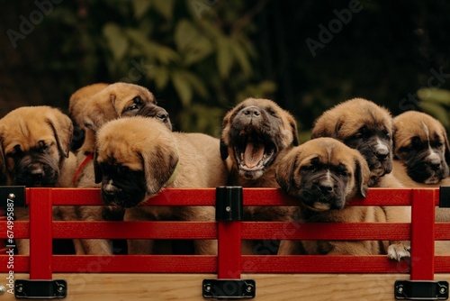 Cargo wagon containing multiple puppies, all of varying colors and breeds
