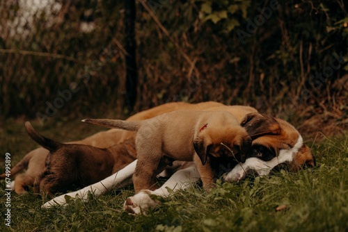 Playful dogs lying in a grassy area enjoying their rest on the ground