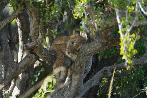 Lion cub perched atop a tree branch in the lush jungle. © Wirestock