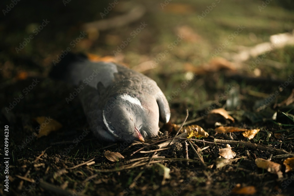Fototapeta premium Pigeon lying on the ground