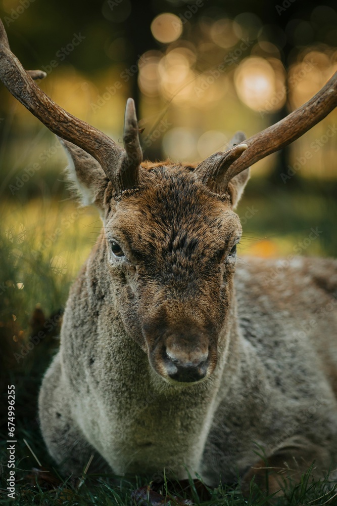 Obraz premium Horned deer resting in a grassy meadow