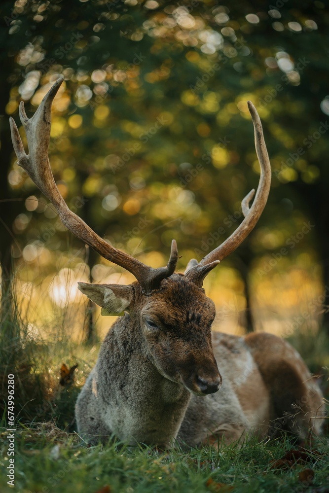 Horned deer resting in a grassy meadow Horned deer resting in a grassy meadow