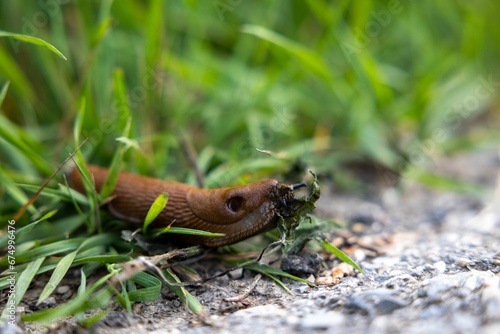 Side view of a slug crawling among green grass