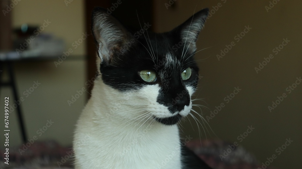 Domestic short-haired cat lounging on a comfortable bed Domestic short-haired cat lounging on a comfortable bed