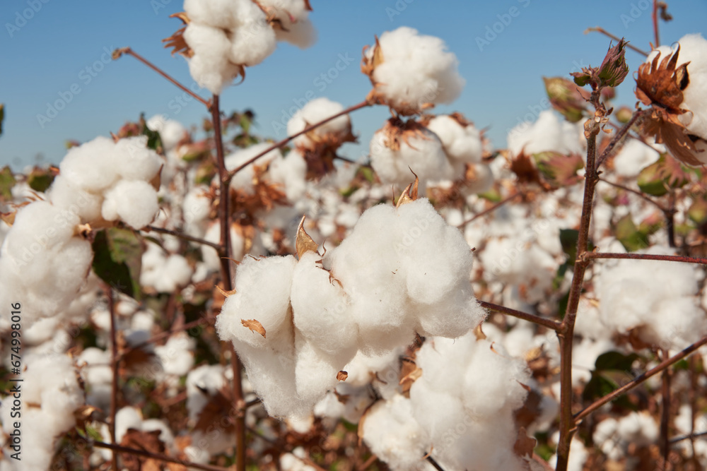 cotton plantation plantação de algodão fazenda de algodão cotton plantation plantação de algodão fazenda de algodão