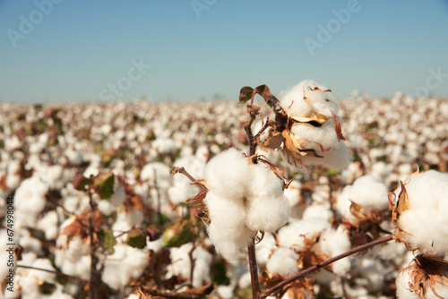 cotton plantation plantação de algodão fazenda de algodão 