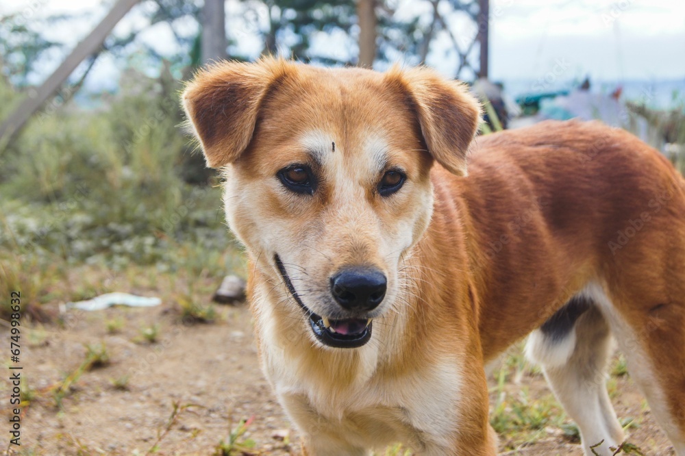 Closeup shot of an adorable cute brown dog on dusty land Closeup shot of an adorable cute brown dog on dusty land