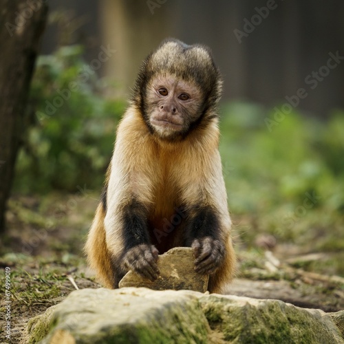 Curious monkey on a rocky outcropping surrounded by lush green grass