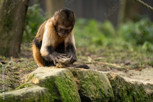 Canvas Print Playful monkey grins while holding a wooden branch in a lush tropical jungle