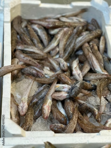 Close-up of a plastic bin filled with fresh fish in a store setting
