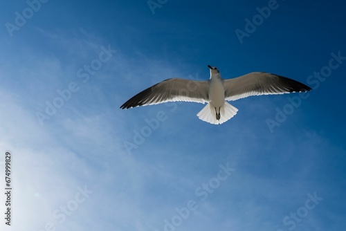 Seagull soaring through a bright blue sky above fluffy white clouds