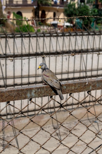A zenaida meloda standing on an iron railing. Selective focus. photo
