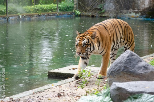 Tiger near a pond at the zoo