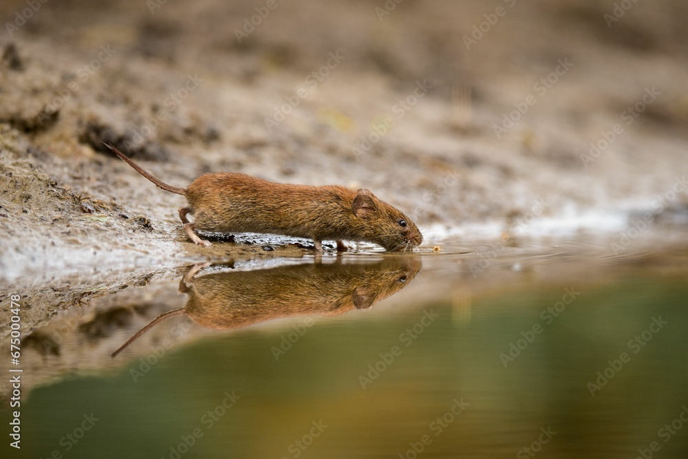 Close-up of a mouse taking a refreshing drink of water from a small puddle Close-up of a mouse taking a refreshing drink of water from a small puddle