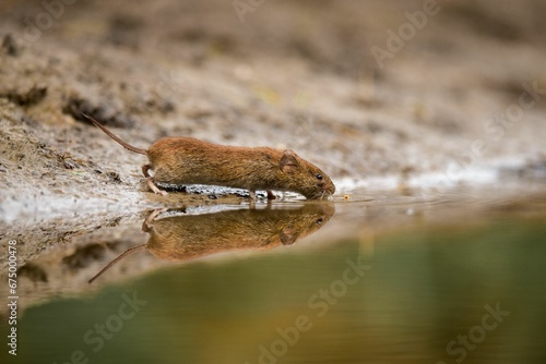 Close-up of a mouse taking a refreshing drink of water from a small puddle