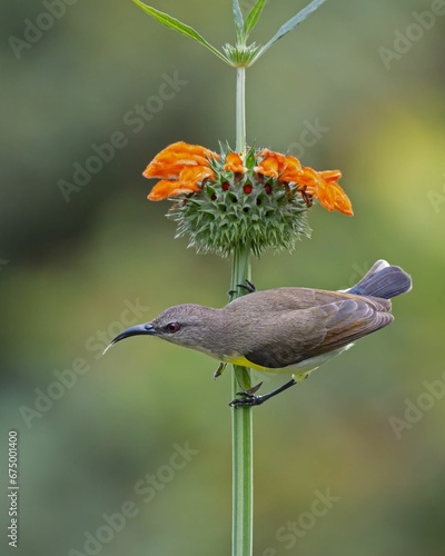 Vertical shot of a little spiderhunter perched on a flower in a field with a blurry background photo