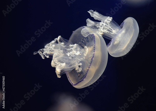 Close-up of jellyfish at the Genova aquarium