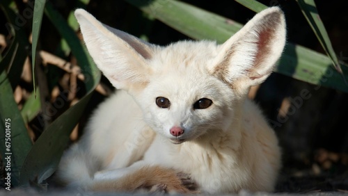 Closeup of a White Fennech sitting in green plants photo
