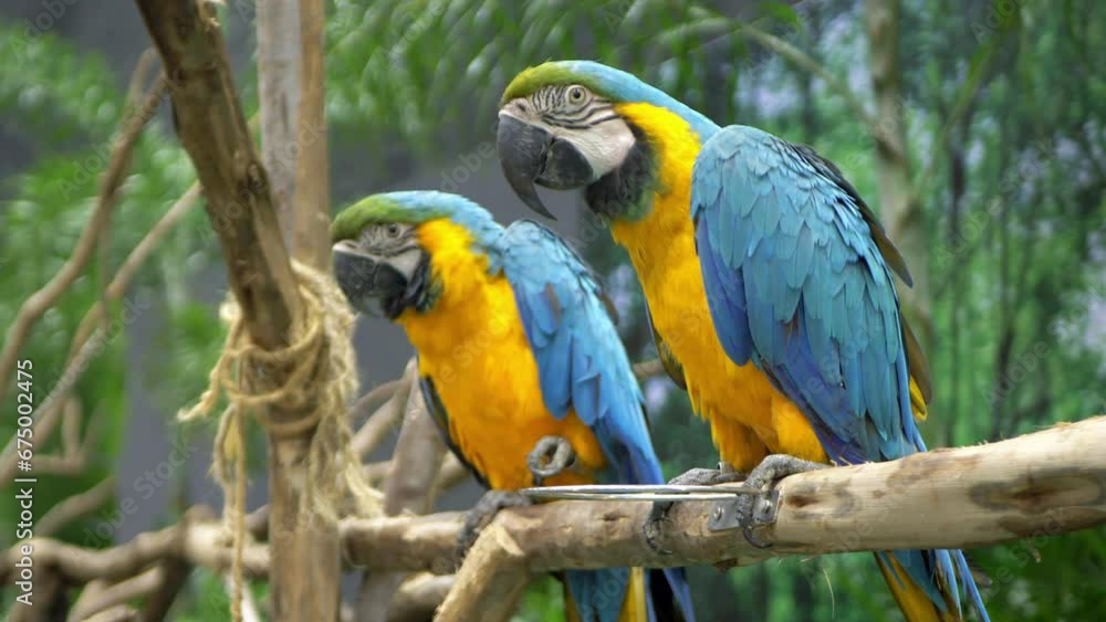 A couple Blue-and-Gold-Macaw Ara ararauna are perching on a man-made branch inside a zoo in Bangkok, Thailand. A couple Blue-and-Gold-Macaw Ara ararauna are perching on a man-made branch inside a zoo in Bangkok, Thailand.