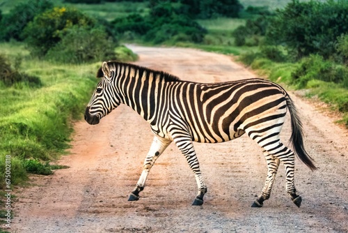 Zebra crossing a rural dirt road surrounded by lush foliage