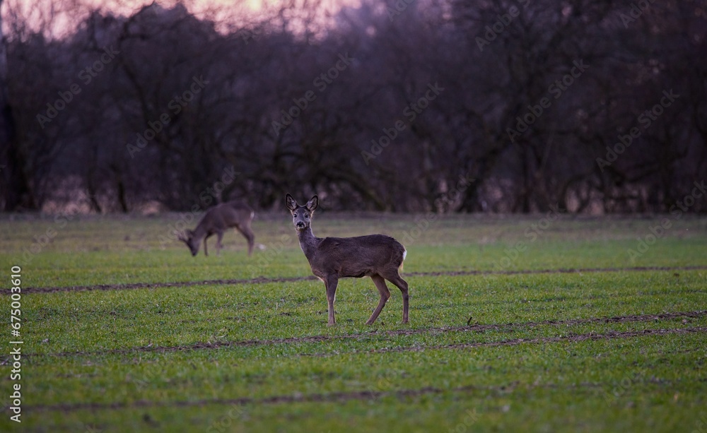 Deer in the evening sunset grassing in the Isar river national park Deer in the evening sunset grassing in the Isar river national park