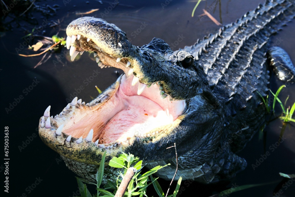 Obraz premium alligator with its mouth wide open, appearing to be smiling, Florida Keys in Florida USA