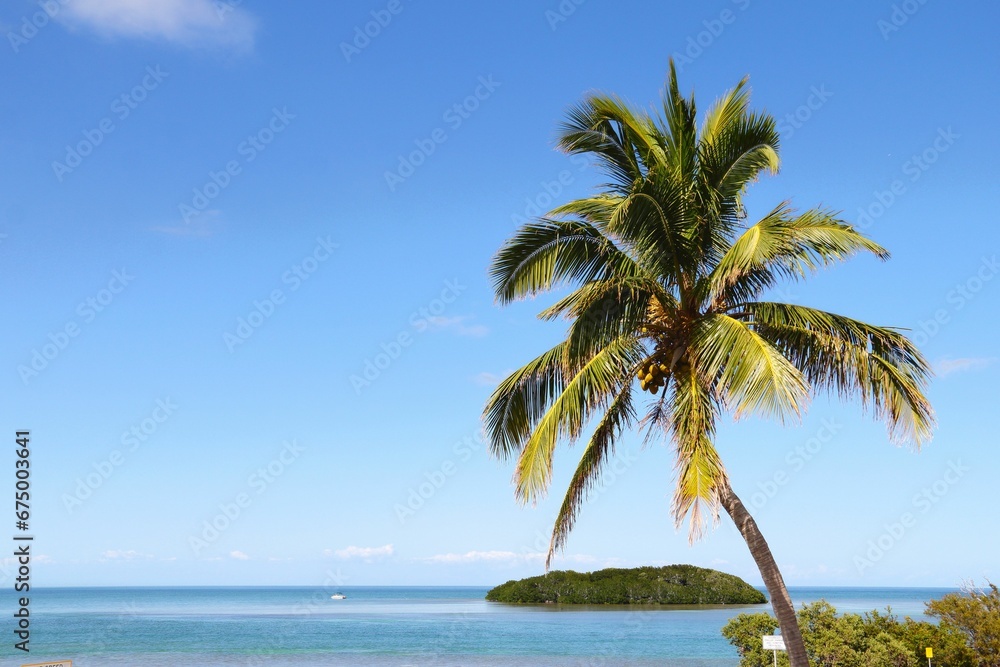 Scenic beach with a lone coconut tree in the foreground. Miami, Florida, USA.
