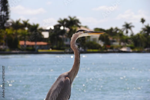 Blue heron stands in the marshy wetlands of the Florida Keys in Florida, USA