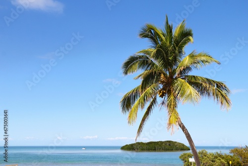 Scenic beach with a lone coconut tree in the foreground. Miami  Florida  USA.