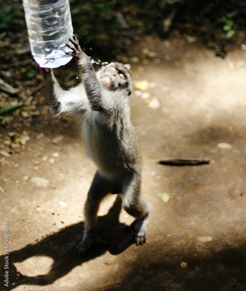 Monkey splashing water on its face while grasping a water bottle in its hands, in Ubud, Bali.
