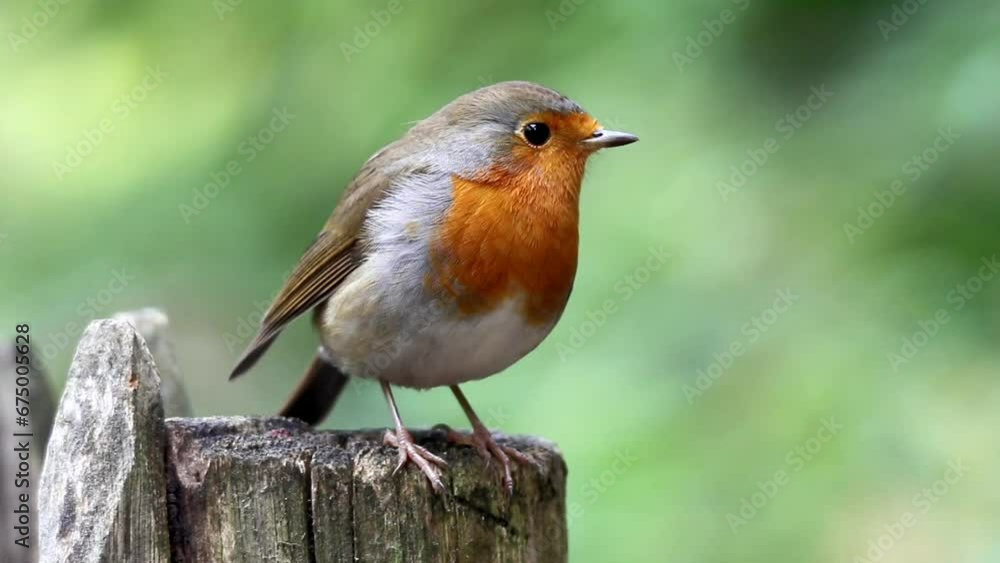 European robin bird perching on wooden fence post with blur background European robin bird perching on wooden fence post with blur background