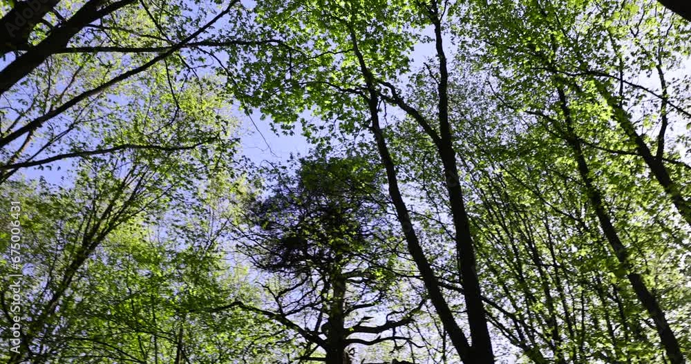 trees with the first foliage in the forest in the spring season, the first foliage on trees in the spring season trees with the first foliage in the forest in the spring season, the first foliage on trees in the spring season