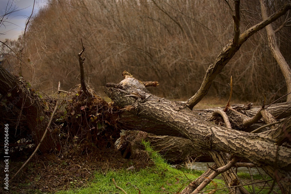 Dry, dead trees scattered across a barren landscape Dry, dead trees scattered across a barren landscape