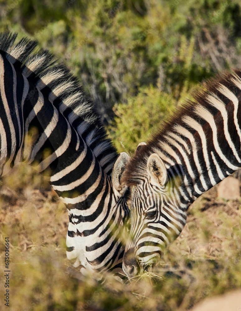 Fototapeta premium Closeup of zebras grassing in the Aquila Nature Game Reserve at the Karoo in South Africa