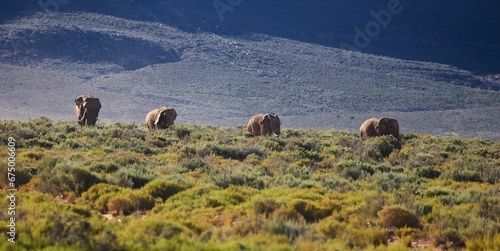 Фотография Group of African elephants walking across a field in the Aquila Game Reserve in