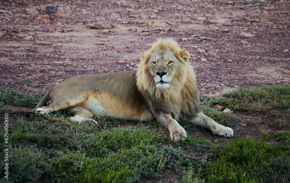Naklejka premium Lion is resting in the shade in the Aquila game reserve in South Africa
