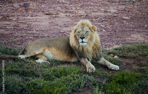 Lion is resting in the shade in the Aquila game reserve in South Africa