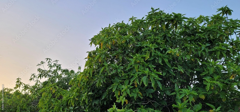 two men standing next to trees with bananas hanging off the branches two men standing next to trees with bananas hanging off the branches