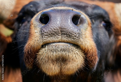 Photography Closeup shot of the cow's snout.