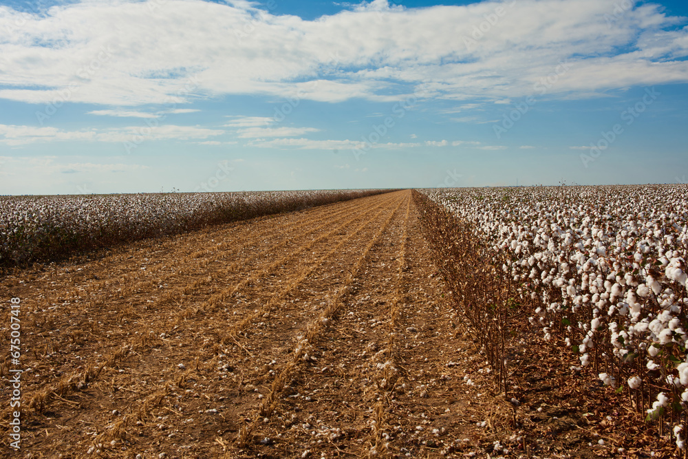 cotton plantation cotton plantation